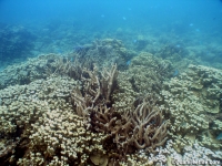 western shoals full12