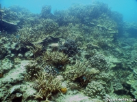 western shoals full13