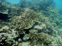 western shoals full14