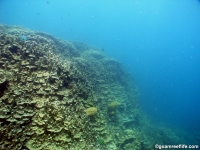 western shoals full15