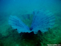 western shoals full16