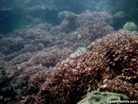 western shoals full17