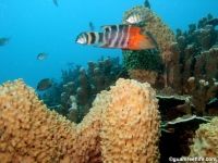 western shoals full18