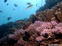 western shoals full20