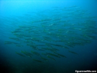 western shoals full21