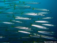 western shoals full22