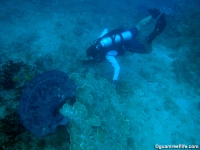 western shoals full23