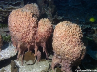 western shoals full24