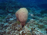 western shoals full25