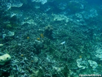 western shoals full26