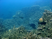 western shoals full27