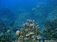 western shoals full28