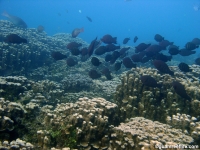 western shoals full29