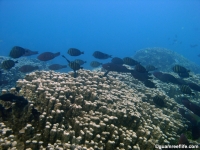 western shoals full30