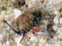 Costasiella formicaria