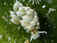 Costasiella kuroshimae