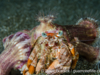 Calliactis polypus