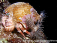 Calliactis polypus