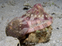 Calliactis polypus