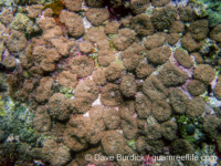 Rhodactis rhodostoma