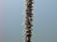 Cirrhipathes sp. A