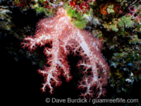Dendronephthya sp. A