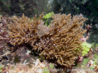 Ifalukellidae