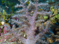 Stereonephthya cf. cordylophora