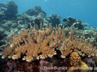 Acropora abrotanoides