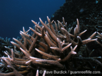 Acropora acuminata