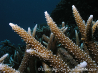 Acropora acuminata