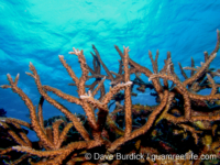 Acropora arborescent sp. A