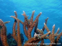 Acropora arborescent sp. A