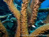 Acropora arborescent sp. A