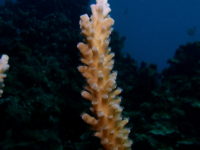 Acropora arborescent sp. A