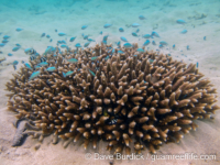 Acropora aspera