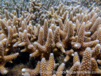 Acropora aspera