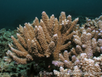 Acropora austera