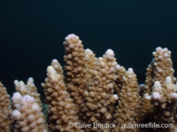 Acropora austera