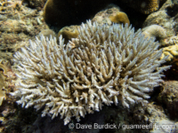 Acropora caespito-corymbose sp. A