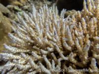 Acropora caespito-corymbose sp. A