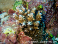 Acropora caespito-corymbose sp. B