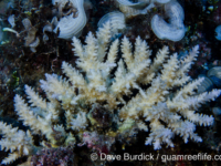 Acropora caespitose sp. A