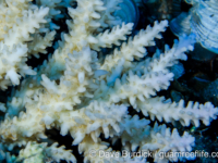 Acropora caespitose sp. A