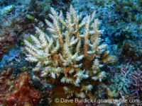 Acropora cerealis sensu Randall