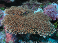 Acropora cf. aculeus sensu Veron