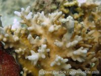 Acropora cf. caroliniana