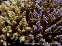 Acropora cf. dissimilis