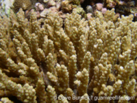 Acropora cf. dissimilis