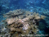 Acropora cf. florida